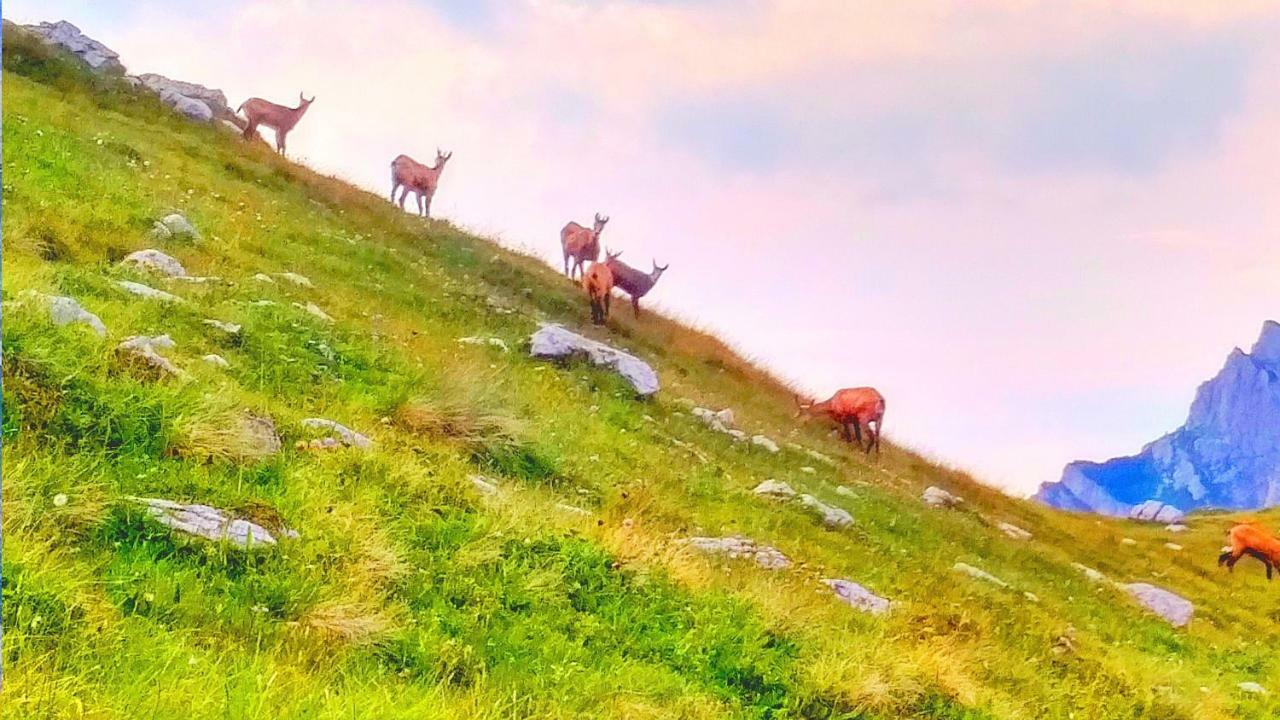 Apartments Durmitor Žabljak 外观 照片